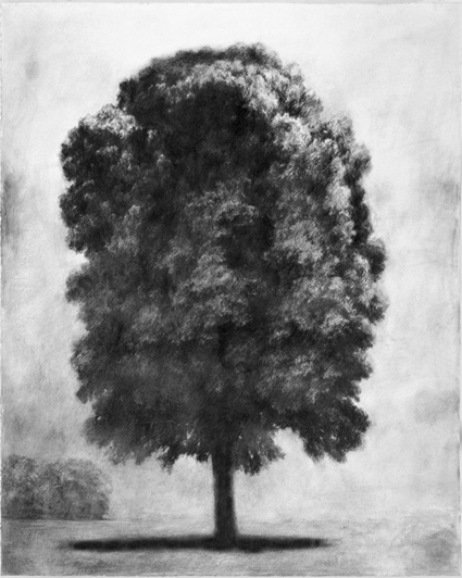 Grand arbre en été - 3 - Philippe Ségéral